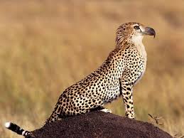 This Was My First Attempt To Combine Two Animals Into One Photoshopped Animals Fake Animals Animal Mashups