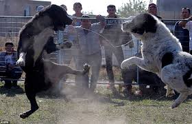How to take care of an alabai since an alabai is such a unique breed, you will need to keep their temperament, size, nutritional needs, activity needs, and training needs in mind. Dogs Rip Chunks From Each In Vicious Arena Fighting While Young Children Watch In Kyrgyzstan Daily Mail Online