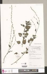 Image result for Celosia trigyna