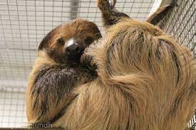 Maybe you would like to learn more about one of these? 10 Exotic Pets That Are Legal In Florida Pethelpful