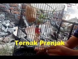 Keberadaan burung prenjak dialam liar masih tergolong banyak, karena itu masih sangat sedikit orang yang mau menangkarnya untuk dibudidayakan. Cara Ternak Burung Prenjak Di Kandang Lovebird By Dunia Binatang