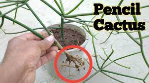How to propagate a pencil cactus plant for free? How To Grow Pencil Cactus From Cutting Euphorbia Tirucalli From Cutting Youtube