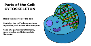 In protists, like amoebae, this process produces extensions of the cytoplasm known as pseudopodia. Cytoskeleton Structure Function Expii