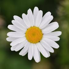 Image result for flower pictures