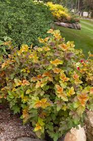 Maybe you would like to learn more about one of these? Amber Jubilee Ninebark Arbor Valley Nursery Physocarpus Opulifolius