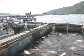 Kisah Masyarakat Haranggaol Yang Berubah Status Ekonominya Melalui Keramba Jaring Apung Bibitikan Net