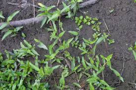 Image result for Commelina diffusa