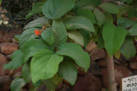 Image result for Cordia sp.A.