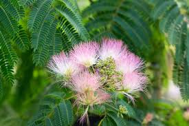Image result for Albizia brevifolia