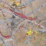 Image result for Parkinsonia africana