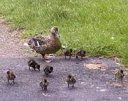 Dort brüten sie zwischen märz und. Enten Stockenten Brut