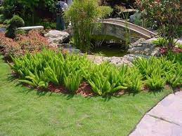 Maybe you would like to learn more about one of these? Foxtail Fern Myers Qty 60 Live Plants Groundcover Asparagus Densiflorus By Jjgardenboutique On Etsy Foxtail Fern Plants Asparagus Fern