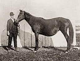 Good afternoon! "Pocahontas (1837–1870) was an English Thoroughbred  racehorse and the dam of three sires who had a great influence on the  breed. Although mares are not generally considered to be as