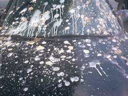 Watch to find out a solution to your problem! How To Remove Bird Droppings And Bugs From Your Car