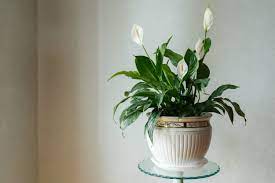 The top sound absorbing plants for the workplace. Best Sound Absorbing Indoor Plants