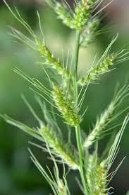 Image result for Brachychloa