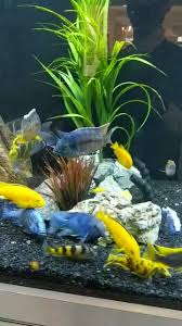 Some Magnificent African Cichlid Fish In Clients Aquarium Designed And Maintained By Aqua Creations Video In 2020 Aquarium Fish Fish Tank Design Fish Tank