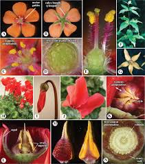 Image result for Theaceae