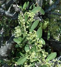 Image result for Gymnosporia glaucophylla