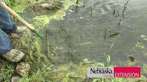 Keeping pond water clear the natural way is easy, and you'll be able to enjoy your pond again in no time. Controlling Algae And Weeds In A Pond Youtube