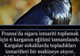 Hayvana Yazik Insanlarin Pisliklerini Agziyla Topluyor Insanin Varligi Hayvana Zarar Hayvan Gercekler Bilgi