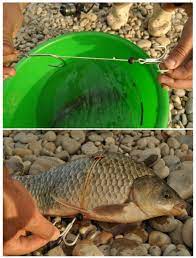 Premier depart que je vois et contrairement aux autres carnassiers il part vite et sans … Silure A La Bouee Tout Savoir Sur Cette Technique De Peche