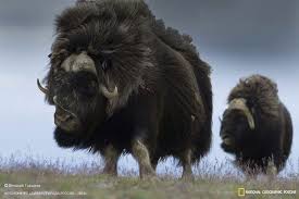Buffalo Bills Animals Animals Beautiful Animals Wild