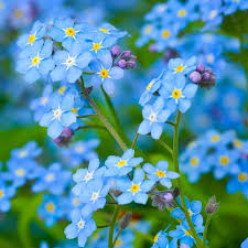 The forget me not flower: Wyoming Wildflower Seed Forget Me Not Postcard