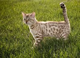 Bengals are probably the most intelligent cats i've come across, even occasionally outwitting very helpful article! Stunning Bengal Cat Photos Lovetoknow
