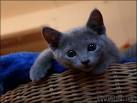 Russian Blues for Sale | Cats on Oodle Classifieds