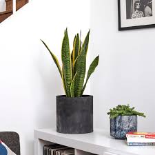 For some, it may sound too good to be true but this plant really exists, and it's collectively known as snake plant or mother in law tongue. Snake Plant Sansevieria Kirkii Indoor Plants In London Patch