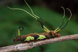 Has been making sustainable progress possible and driving positive change on every continent. 12 Weird And Wonderful Caterpillars Film And Photo Earth Touch News