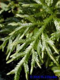 Image result for Selaginella dregei