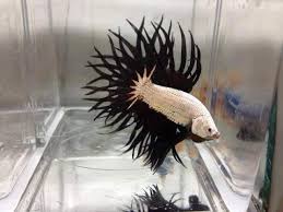 Maybe you would like to learn more about one of these? Betta Black And White Crown Tail Wholesale Indonesia Tropical Fish Aquarium Fish Rare Exotic Fish Exporter