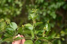 Image result for Jasminum fluminense