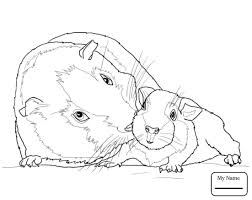 Online finden sie eine vielzahl an wunderschönen malvorlage meerschweinchen, welche sie einfach und bequem ausdrucken können. Guinea Pig Coloring Pages Free Printable Novocom Top