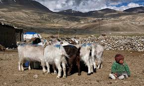 At least 10 persons, including a woman who was nine months pregnant, were reportedly killed on tuesday, april 14, when gunmen suspected to be fulani. A Row Killing Pashmina Goats Shawl Industry Gulftoday