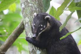Vergleiche und finde großartige angebote für south american copacabana in rio de janeiro. South American Coati