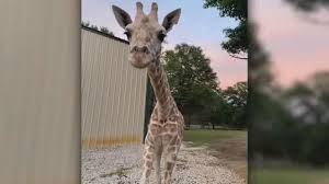 Check spelling or type a new query. April The Giraffe S Baby Calf Azizi Unexpectedly Dies At Texas Zoo Absolutely Devastating Abc30 Fresno