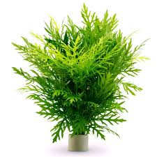 Image result for Hygrophila spiciformis