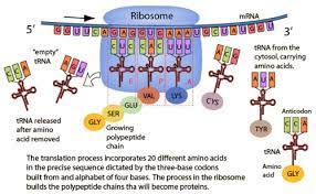 Dna, rna answer speed 1748 kb/schapter 12 section 3 rna and protein synthesis answer key american pageant 12th edition chapter questions diagnostic test. 8 5 Translation Flashcards Quizlet