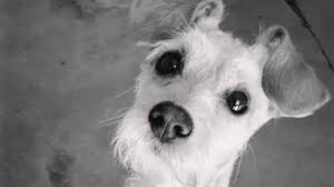 Orange show road, san bernardino, ca 92408. Petition Demand The Firing Of Frank Macomber Animal Abuser Running San Bernardino Animal Shelter Change Org