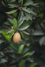 Image result for Sapotaceae