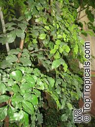 Image result for Hippocratea africana