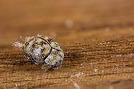 Many times there will still be a small spot due to the adhesive coming off on the particle. What Do Carpet Beetles Look Like Identify Carpet Beetles