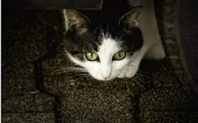 Do Cats Mourn Vca Animal Hospital