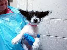 Contact oregon yorkshire terrier breeders near you using our free yorkshire terrier breeder search tool below! Yorkie Yorkshire Terrier Mix Puppy For Adoption In Portland Oregon Spots Yorkie Yorkshire Terrier Pets Kitten Adoption