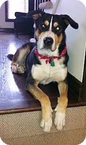 Maybe you would like to learn more about one of these? Rigaud Qc Bernese Mountain Dog Meet Oreo A Pet For Adoption