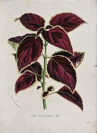 Image result for Coleus scutellarioides