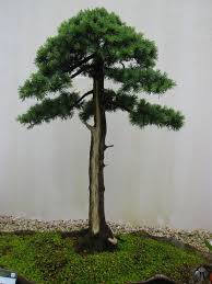 There are four beautiful species: Cedar Cedrus Bonsai Empire